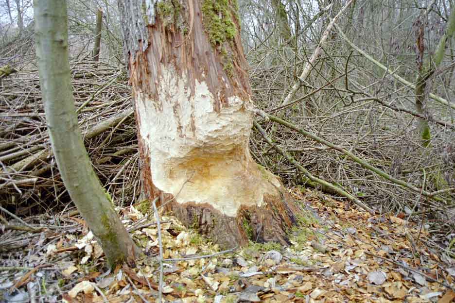Biberspur