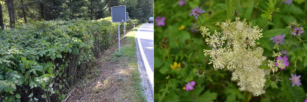 Japan Knoeterich und vielfaeltiger Pflanzenbestand