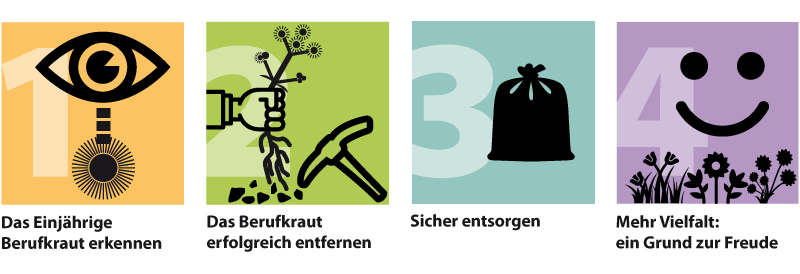 Kampagne Berufkraut